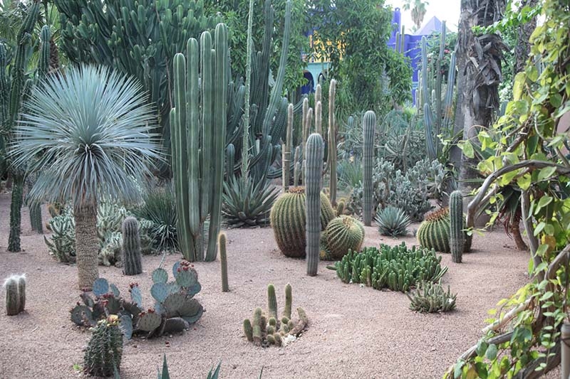Kaktusy w ogrodzie Majorelle w Marrakeszu, Maroko