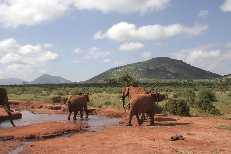 Słonie w parku Tsavo East, Kenia