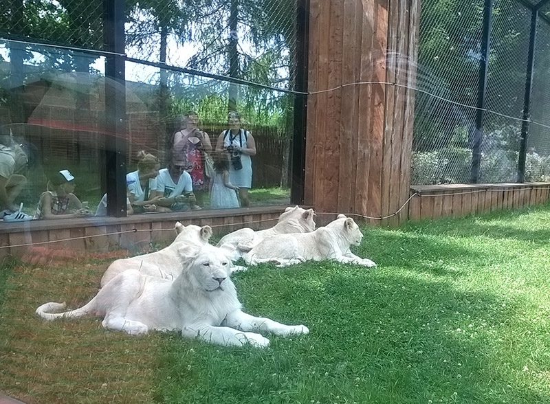 Białe lwy w Borysewie