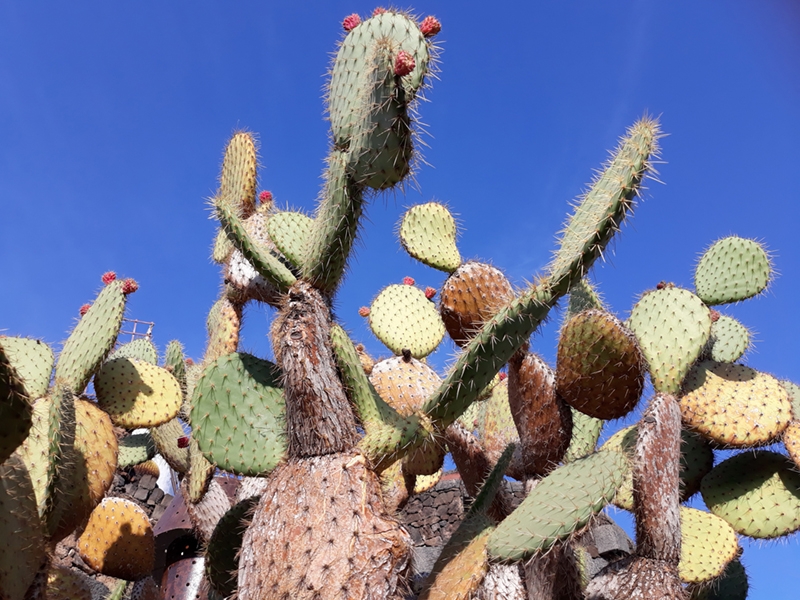 W Ogrodzie Kaktusów
