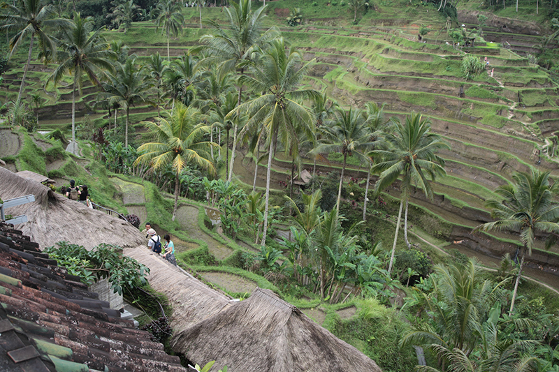Tarasy ryźowe na Bali